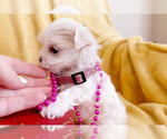 Small Photo #2 Maltese Puppy For Sale in CHARLOTTE, NC, USA