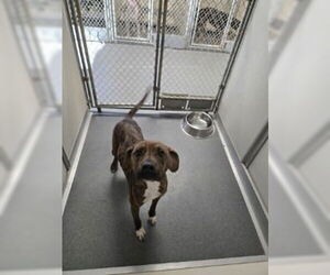 Mutt Dogs for adoption in Glen Allen, VA, USA