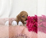 Small Photo #3 Cavalier King Charles Spaniel Puppy For Sale in EL RENO, OK, USA