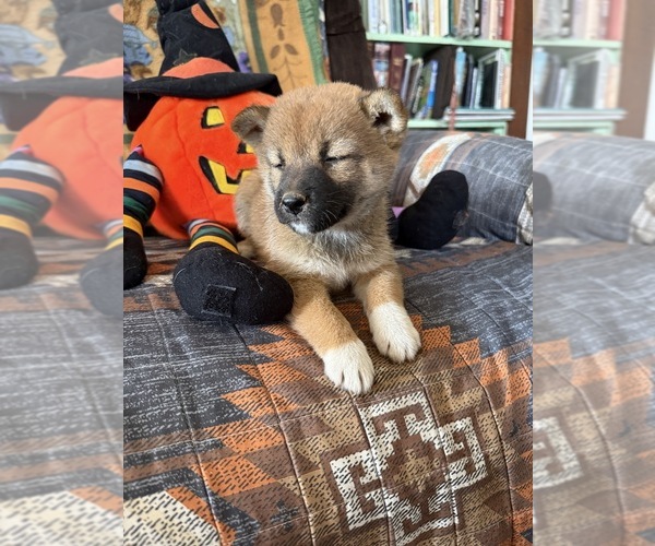 Medium Photo #3 Shiba Inu Puppy For Sale in MOUNT PLEASANT, IA, USA