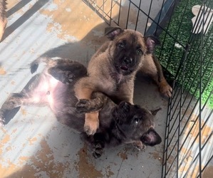America Bandogge Mastiff-American Bandogge Mix Puppy for sale in MIAMI, FL, USA