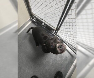 Bulldog-Unknown Mix Dogs for adoption in Glen Allen, VA, USA