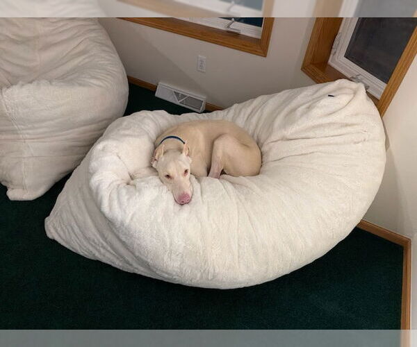 Medium Photo #9 Doberman Pinscher Puppy For Sale in Buffalo, MN, USA