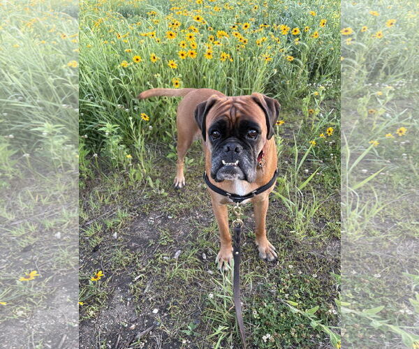 Medium Photo #2 Boxer Puppy For Sale in Woodbury, MN, USA