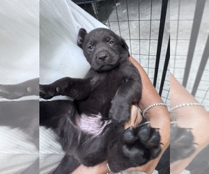Labrador Retriever Puppy for Sale in PIERSON, Florida USA