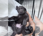 Small Labrador Retriever
