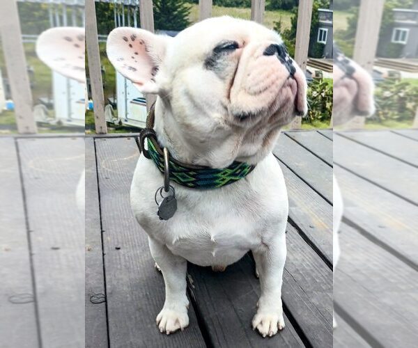 Medium Photo #1 French Bulldog Puppy For Sale in MOSS BEACH, CA, USA