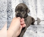 Small Photo #9 Great Dane Puppy For Sale in OGDEN, UT, USA