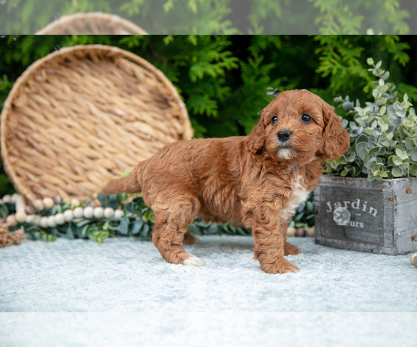 Medium Photo #30 Cavapoo Puppy For Sale in KIRKWOOD, PA, USA