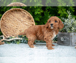 Small Photo #30 Cavapoo Puppy For Sale in KIRKWOOD, PA, USA