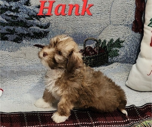 Medium Photo #4 Havanese Puppy For Sale in ALBION, PA, USA