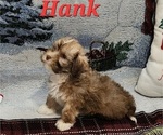 Small #3 Havanese