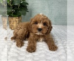 Small #1 Cavapoo