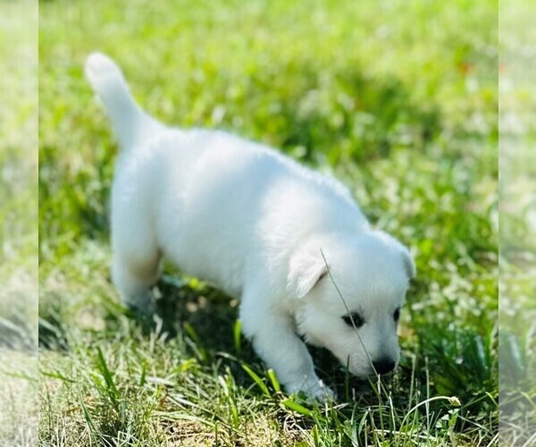 Medium Photo #5 German Shepherd Dog Puppy For Sale in CARDINGTON, OH, USA