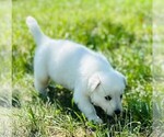 Small #4 German Shepherd Dog