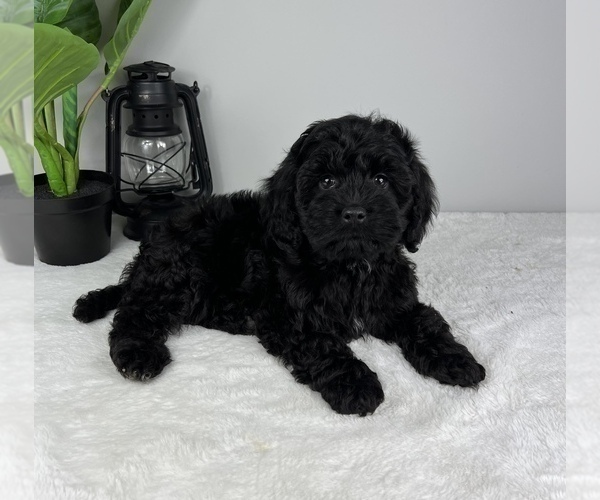 Medium Photo #4 Cockapoo Puppy For Sale in FRANKLIN, IN, USA
