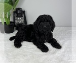 Small Photo #4 Cockapoo Puppy For Sale in FRANKLIN, IN, USA