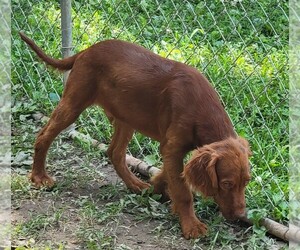 Yorkshire Terrier Puppy for sale in LEBANON, MO, USA