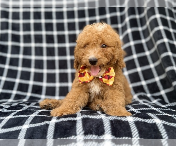 Medium Photo #4 Goldendoodle (Miniature) Puppy For Sale in LAKELAND, FL, USA