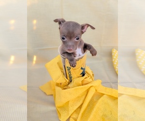 Chihuahua Puppy for sale in GREENVILLE, TX, USA