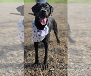 Raven - Female Rottweiler Dog for Adoption - Photo #2