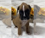 Small Photo #9 Boxer Puppy For Sale in PAWNEE CITY, NE, USA