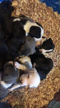 Medium Photo #3 Great Dane-Unknown Mix Puppy For Sale in FONTANA, CA, USA