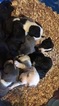 Small Photo #3 Great Dane-Unknown Mix Puppy For Sale in FONTANA, CA, USA