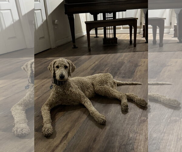 Medium Photo #2 Poodle (Standard) Puppy For Sale in Mobile, AL, USA