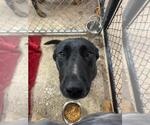Small #1 Labrador Retriever Mix