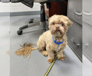 Chewbacca - Male Shih Tzu Dog for Adoption - Photo #3
