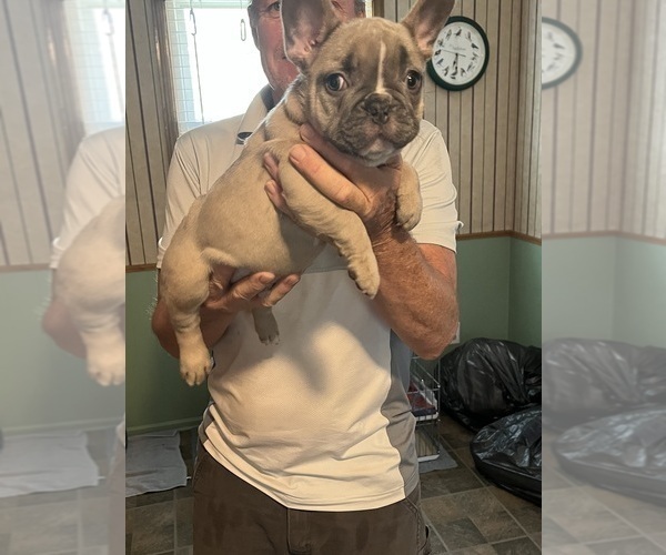 Medium Photo #23 French Bulldog Puppy For Sale in KANSAS CITY, MO, USA