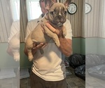Small Photo #4 French Bulldog Puppy For Sale in KANSAS CITY, MO, USA