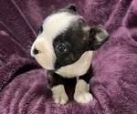Puppy Willow Boston Terrier