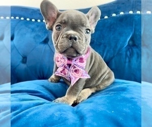 French Bulldog Puppy for Sale in WEST HOLLYWOOD, California USA