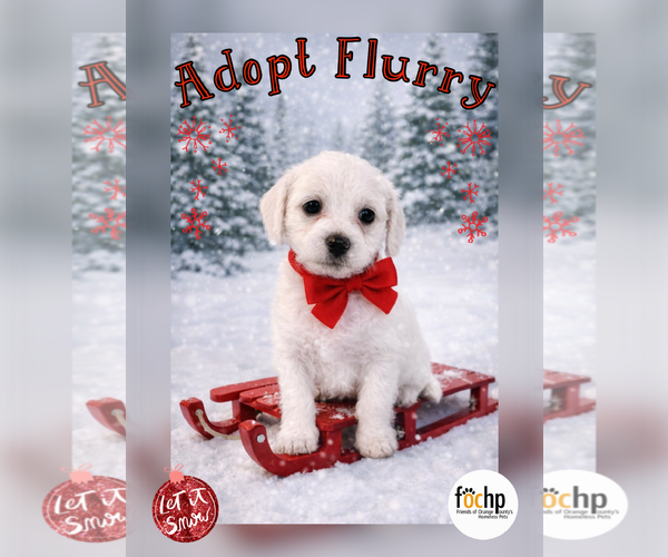 Medium Photo #1 Poodle (Toy) Puppy For Sale in Menifee, CA, USA