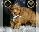 Small Photo #9 Cavapoo Puppy For Sale in WARSAW, IN, USA