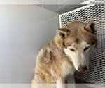 WOLF MAN - Male Siberian Husky Dog for Adoption - Small photo