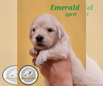 Puppy Emerald English Cream Golden Retriever