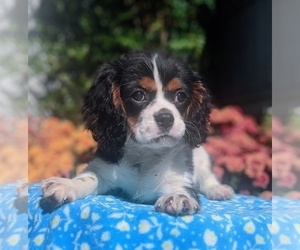 Cavalier King Charles Spaniel Puppy for sale in ELIZABETHTON, TN, USA