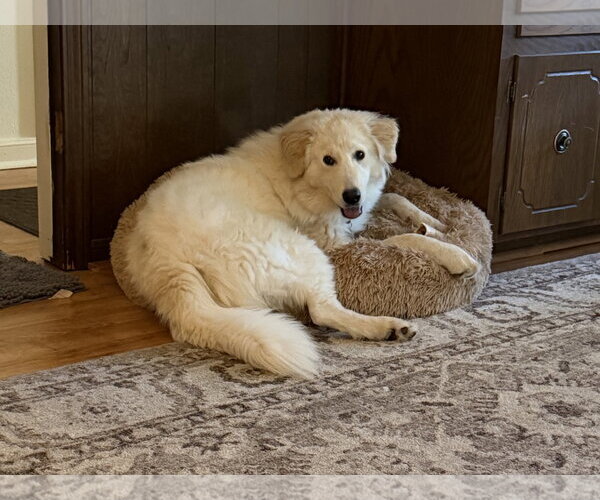Medium Photo #3 Great Pyrenees-Unknown Mix Puppy For Sale in Houston, TX, USA