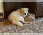 Small #2 Great Pyrenees Mix