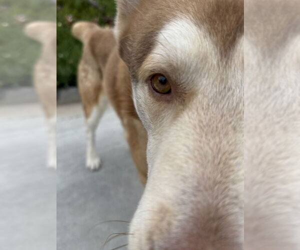 Medium Photo #3 Siberian Husky Puppy For Sale in Salinas, CA, USA