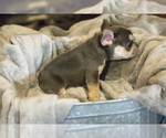 Small Photo #6 French Bulldog Puppy For Sale in WEST PLAINS, MO, USA