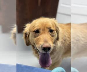 Golden Retriever-Unknown Mix Dogs for adoption in Aurora, IN, USA