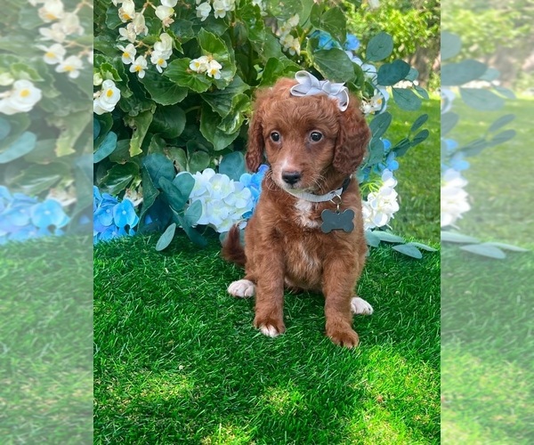 Medium Photo #3 Goldendoodle (Miniature) Puppy For Sale in INDIANAPOLIS, IN, USA