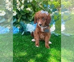 Small #2 Goldendoodle (Miniature)