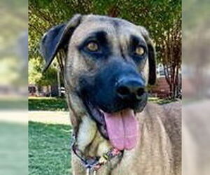 Mutt Dogs for adoption in Canton, CT, USA