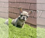 Small Photo #53 French Bulldog Puppy For Sale in CHARLOTTE, NC, USA