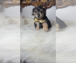 Yorkshire Terrier Puppy for sale in INDIANAPOLIS, IN, USA